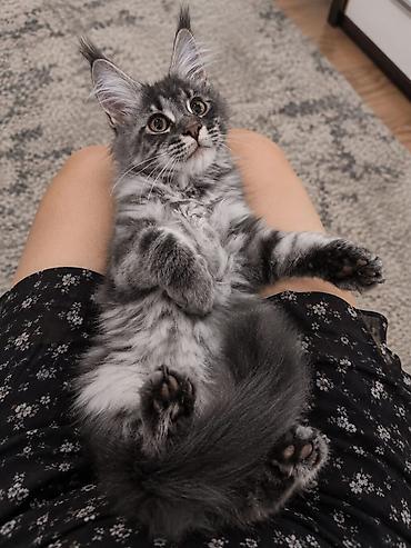 сколько стоит котенок мейн куна: Мейн-кун, 3 месяца, Девочка, Приучена к лотку — 3