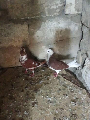 Göyərçinlər: Tam sağlam heyvanlardi tutulmalardi — 1