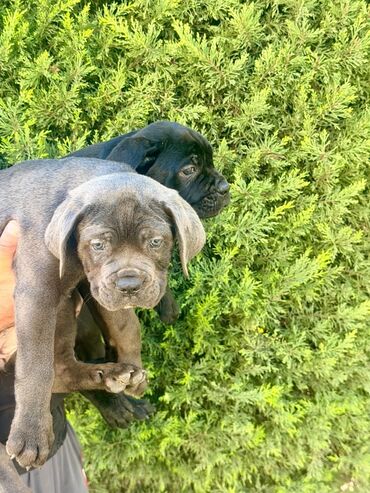 İtlər: Kane-Korso, 2 ay — 14