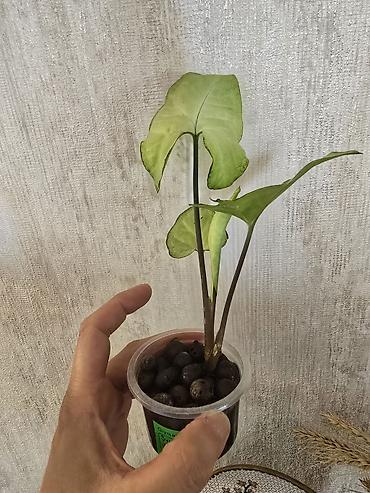 Otaq bitkiləri: Syngonium White Butterfly. Nadir bitki növü — 3