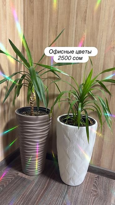Монстеры: Цветы для офиса — 9