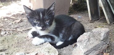 Mačke: Male mace NA POKLON! Idealna prilika za sve koji žele kućnog — 22