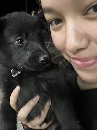 Продажа собак: 🐕 Продаются щенки восточноевропейской овчарки! Красивые, здоровые и — 8