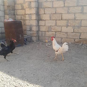 2 ayliq cuceler: Toyuq, Damazlıq — 1