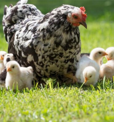 домашние курица: Продаю | Куры, Цыплята | Домашняя | Для разведения