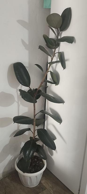 фикусы: Фикус эластика (Ficus elastica, «Каучуконосный»), комнатное дерево в — 3