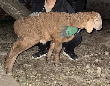 Баран, овца: Продаю | Овца (самка), Ягненок, Баран (самец) | Арашан | Для разведения — 14