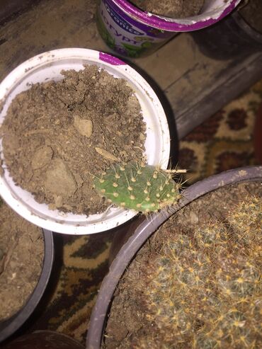 Kaktus: Kaktusi 100 dinara na lalafo.rs — 6 Kaktus: Kaktusi 100 dinara — 6