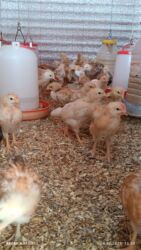 əbabil quşu: Salam. alman sortu lider 55 cücələrimiz satışa çıxdı. sağlamlığına söz