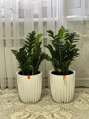 Другие комнатные растения: Продаю комнатные цветы! Зелёные, красивые, ухоженные — выращены с — 21