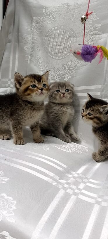 Pişiklər: Britan yastı qulaq, Erkək, Dişi, Yaxşı əllərə, Ünvandan götürmə, Pulsuz çatdırılma, Ödənişli çatdırılma — 29