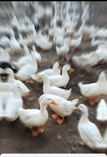 Inəklər, öküzlər: Məhsul: Ördəklər (təsərrüfat üçün) Təsvir: - Təsərrüfat şəraitində