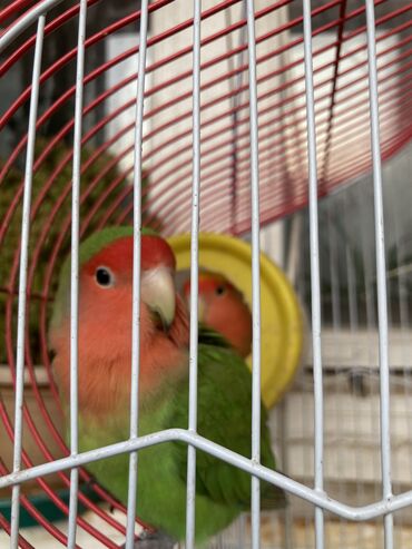 неразлучники in Кыргызстан | ПТИЦЫ: Попугаи неразлучники вместе с клеткой
2 попугая самец и самка 2,5 года