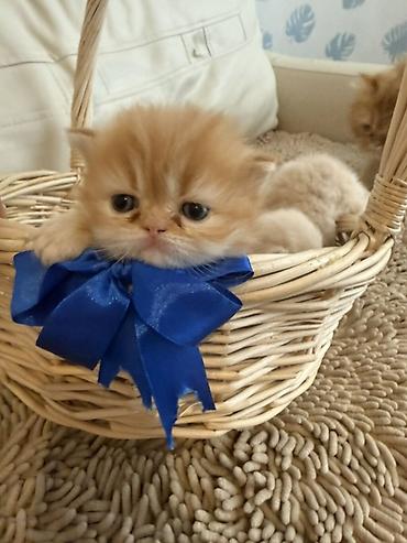 Pişiklər: Fars — 3