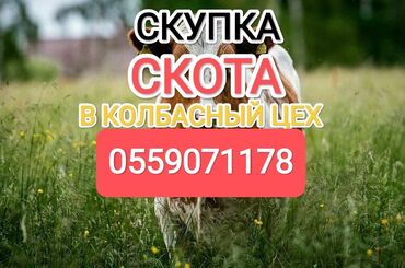 купить лошадь 180 см в холке: Куплю | Коровы, быки, Лошади, кони | Забитый, Самовывоз, Круглосуточно