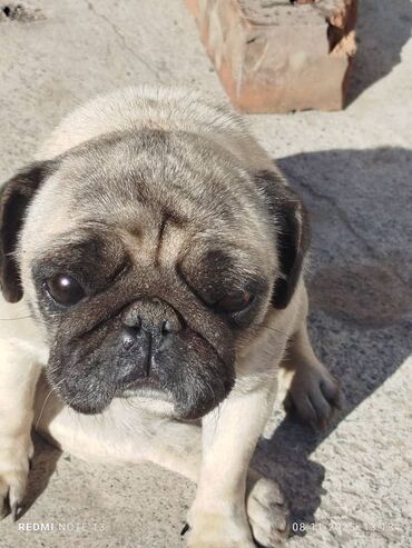 аргентийский дог: Порода: мопс Описание: - Компактная собака с короткой светло-бежевой