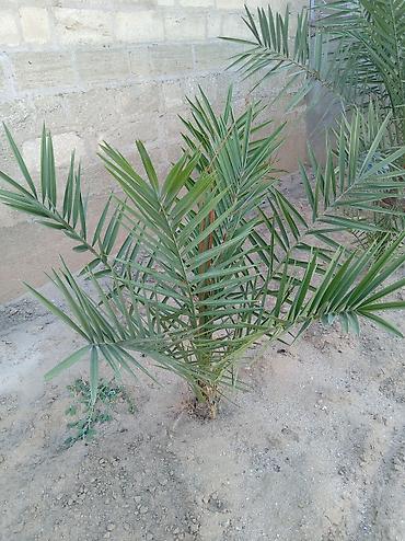xurma palması: Xurma palması fidanı (Phoenix dactylifera) - Açıq torpaq üçün uyğun — 1