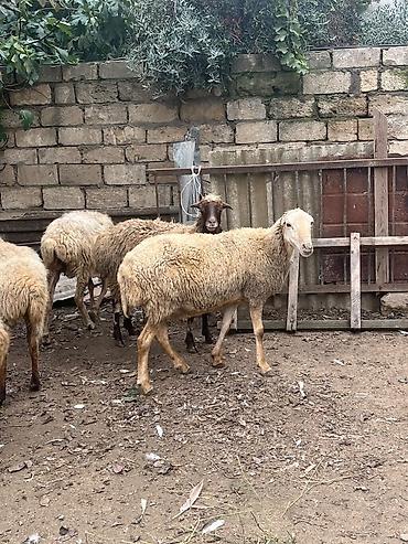 papuqay type 0: 11 dene boqaz qoyun saqlamdilar yemeylerine soz ola bilmez kom satlir — 5