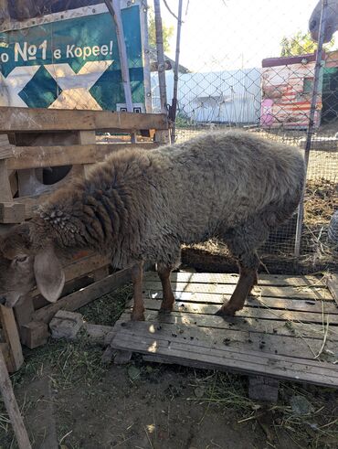 Бараны, овцы: Продаю | Овца (самка) | Арашан | Для разведения | Племенные — 16