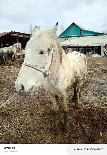 Лошади, кони: Продаю | Кобыла (самка) | Рабочий — 11