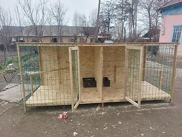 Куры, петухи: Продаю | Петух — 11