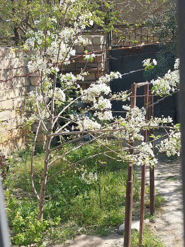 Həyət evləri və villaların satışı: Biləcəri 3 otaqlı, 75 kv. m, Kredit var, Yeni təmirli -da lalafo.az — 8 Həyət evləri və villaların satışı: Biləcəri 3 otaqlı, 75 kv. m, Kredit var, Yeni təmirli — 8