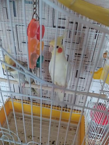 qus sesleri: Növ: Nimfa papuqayı (Cockatiel) cüt Rənglər: - Ağ‑sarı quş – — 3