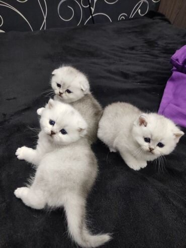 коша: Готовятся к продаже шотландские котята от элитных родителей, родились