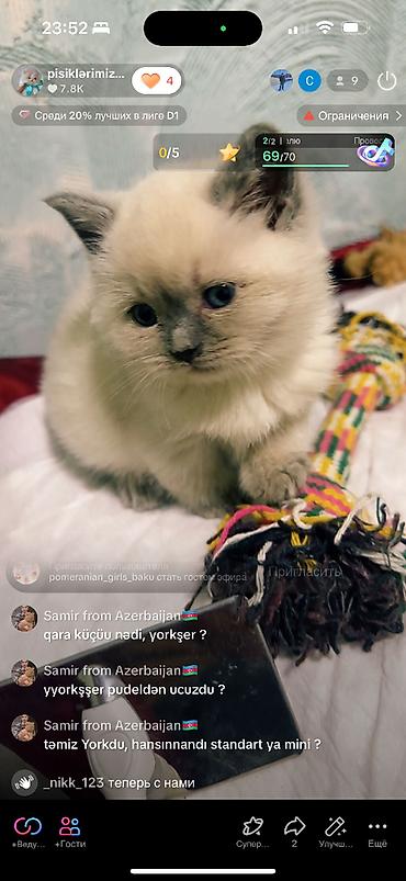 Pişiklər: Şinşilla, Erkək — 7