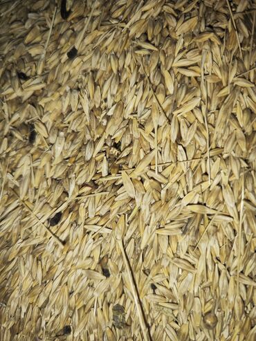 сколько стоит рис в бишкеке: Ячмень местный есть 5 тонн цена 20 сом за кг