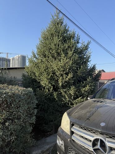 туя ели: Саженцы деревьев: Ели