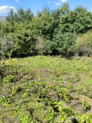 Həyət evləri və villaların satışı: Lerikin Noda kendinde. Heyet evi satilir. asfalta 2 degigelik yol — 12