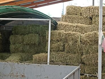 арпа баасы: Кастра 150шт доставка есть зелёный