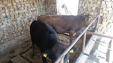 Коровы, быки: Продаю | Бык (самец) — 2