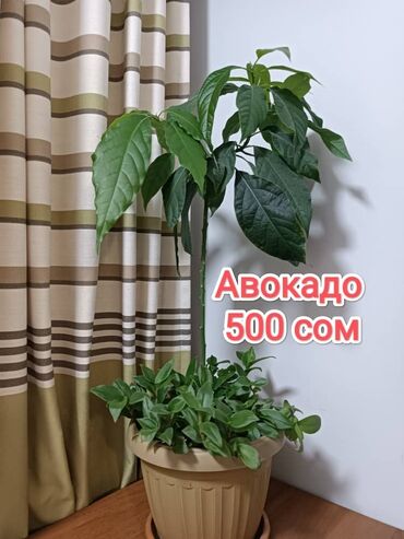 уксусное дерево: Продаю горшок с авокадо и традисканциями