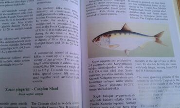 Ensiklopediyalar: Müxtəlif kitablar satılır. Biri 40 manat. "Nərəkimilər - dinozavrların -da lalafo.az — 13 Ensiklopediyalar: Müxtəlif kitablar satılır. Biri 40 manat. "Nərəkimilər - dinozavrların — 13