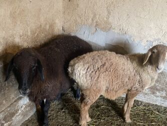 продажа домашних животных: Продаю | Овца (самка), Баран (самец) | Гиссарская, Полукровка, Арашан | На забой, Для разведения, Для шерсти | Осеменитель, Матка