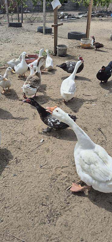 K/t heyvanları və malları: Musk ördəkləri (indo ducks) – müxtəlif rənglərdə - Növlər: musk/indo — 9