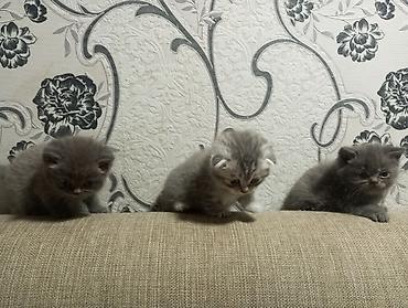 Pişiklər: Şotland yastı qulaq, Erkək, Ünvandan götürmə — 12