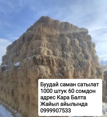 манеж для животных: Буудай саман сатылат 1000 тук баасы 55 сомдон адрес Кара Балта Жайыл