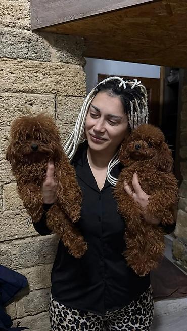 mikro pudel: Pudel, 3 ay, Dişi, Ödənişli çatdırılma — 7
