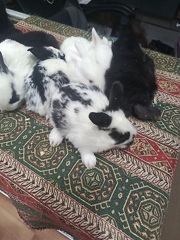 Dovşanlar: 1-ci şəkildəki yarı karlik Dovşanlar 15-azn. 3-cü şəkildəki Ag -AgQara — 21