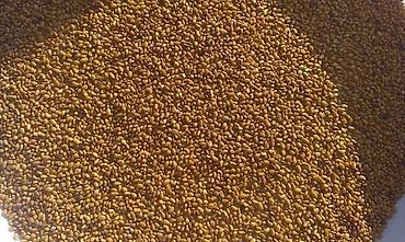 семена люцерна цена: Семена люцерны (Medicago sativa) Отличные семена люцерны — высокая — 1
