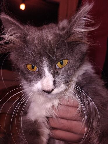 Pişiklər: Meyn-kun, Erkək, Yaxşı əllərə, Ünvandan götürmə — 9