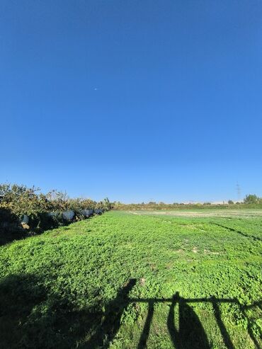 недвижимость в закатале: 100 sot, Kənd təsərrüfatı, Kupça (Çıxarış)