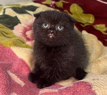 Pişiklər: Şotland, Erkək, Dişi — 26