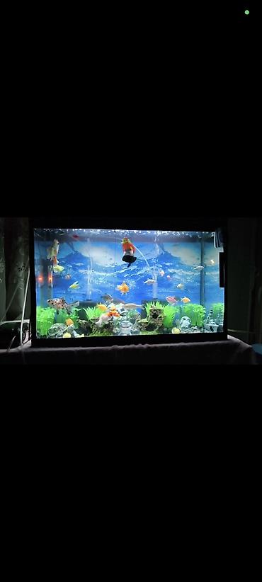 baliq akvarium: Dördbucaq akvarium, Boş, 96 l, Ünvandan götürmə — 1
