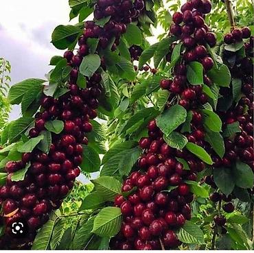 Груша: Плодовые деревья колоновидные яблонигруши персики at lalafo.kg — 6 Груша: Плодовые деревья колоновидные яблонигруши персики — 6