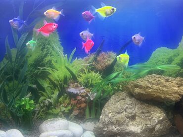Balıqlar: Glofish, Sülhsevər, Ödənişli çatdırılma -da lalafo.az — 4 Balıqlar: Glofish, Sülhsevər, Ödənişli çatdırılma — 4