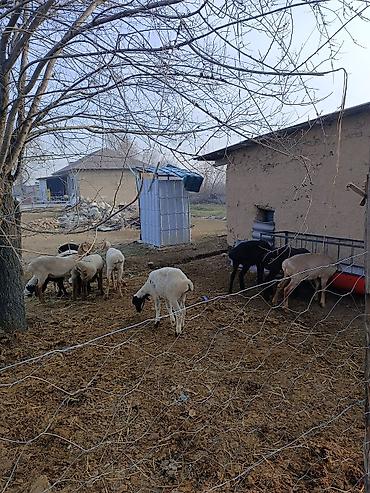 Баран, овца: Продаю | Овца (самка) | Полукровка | Для разведения | Ярка — 5